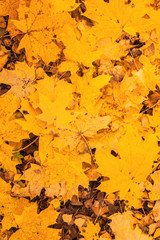 Leaves that have fallen from the trees in the forest with the onset of autumn