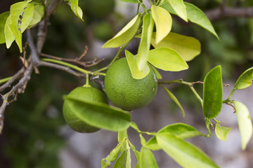 Organic orange tree in Ivan Dolac, Croatia