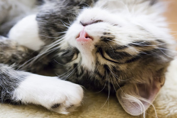 beauty kitten of siberian breed in the house, brown white,sleepi