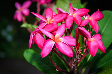 group of red and pink flowers (Frangipani, Plumeria)