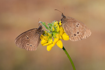 Zwei Braune Waldvögel im Morgentau auf der Blüte vom Sumpfklee