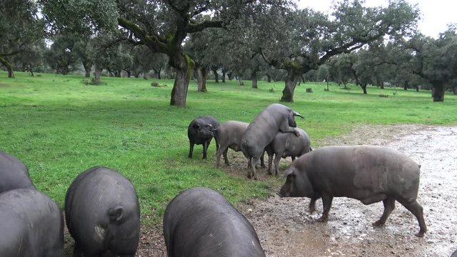 4K Black Iberian Pigs have sex in the Through The Oak Trees in the Dehesa of Extremadura, Spain. Spanish Hogs Coupling a raining day of winter in the field.-Dan