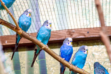 blue parrots sitting on a branch in an aviary