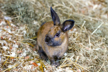 little red bunny sitting on straw
