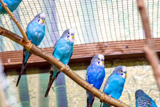 Fototapeta blue parrots sitting on a branch in an aviary