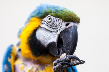 Macaw or parrot, a tropical bird with yellow and blue feathers and a large, strong black beak.