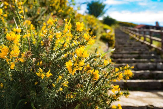 flores amarillas