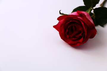 Red rose in the corner on a white background