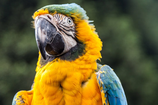 Macaw or parrot, a tropical bird with yellow and blue feathers and a large, strong black beak.