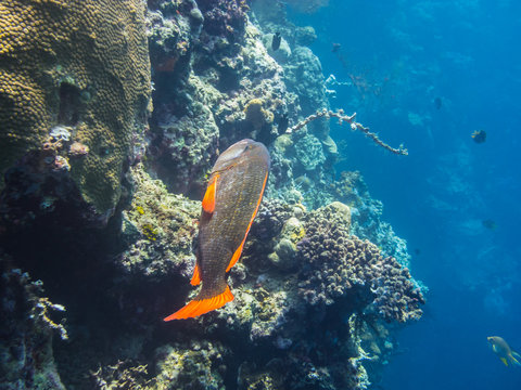 rotfeder fisch bei korallen