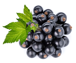 black currant branch