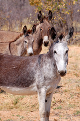 Obraz premium Astonished looking donkey in Namibia