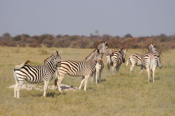 Fototapeta na wymiar Zebra Herd in the savannah of Namibia