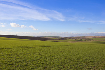 Fototapeta na wymiar yorkshire wolds wheat fields