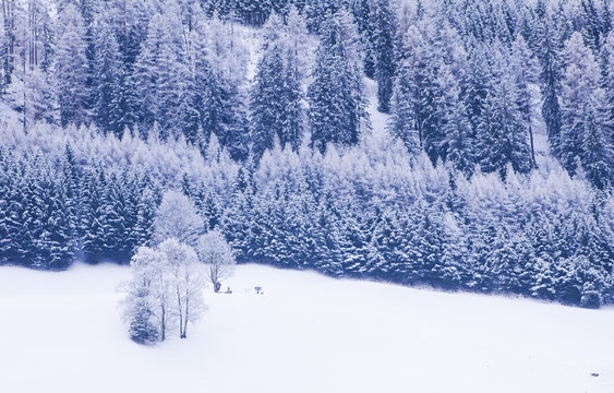 Winter in Alps 
