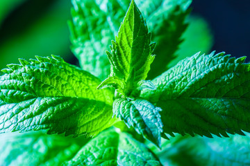 Fresh fragrant mint leaves