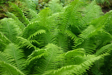 Fougères en sous-bois l'été