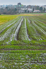 Feld mit Resten von Schnee bedeckt