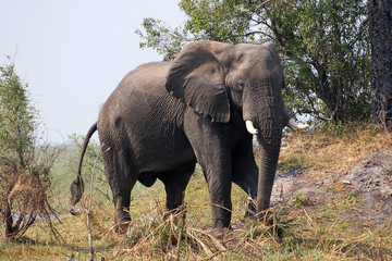 Impulsive Elephant in Botswana