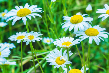 Fototapeta premium White and yellow flowers of wild chamomile
