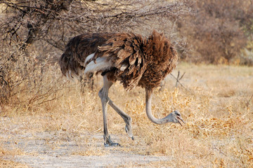 Amazing Ostrich in the Etosha National Park