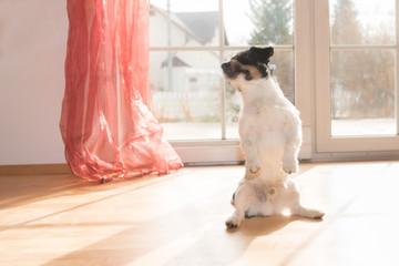 Hund macht Häschen - Jack Russell Terrier