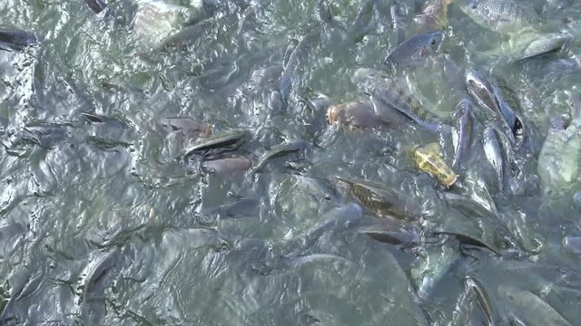 4K People feeding many Koi carp and comun carp in the pond, the fish swam to the surface of the water and grab the food in Taiwan-Dan