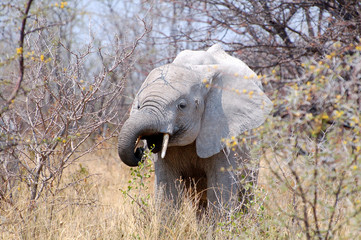 Little cute Elephant in the Etosha National Park