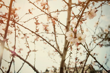 background of spring white cherry blossoms tree