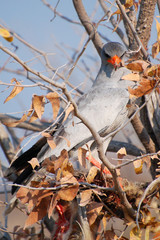 Hawk in a tree in the Etosha National Park in Namibia
