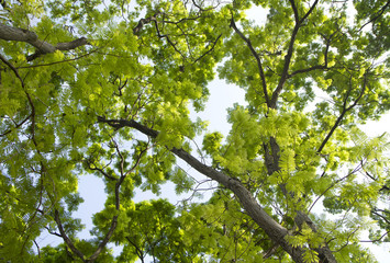 Tree tops with blue sky background