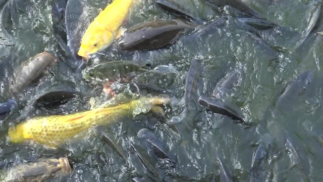 4K People feeding many Koi carp and comun carp in the pond, the fish swam to the surface of the water and grab the food in Taiwan-Dan