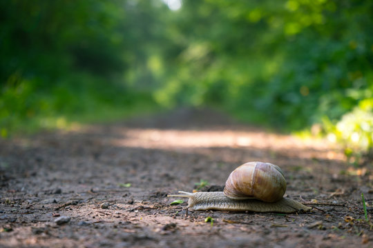 Macro view of snaile crossing dirty road in woods.