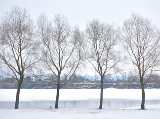 Winter landscape with trees.
