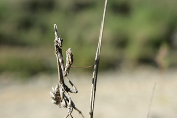 Diablotin ou Empuse commune (Empusa pennata) 