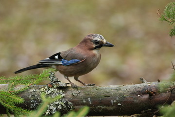 Crow bird