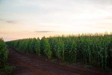 milho planta&ccedil;&atilde;o