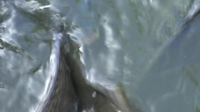 4K People feeding many Koi carp and comun carp in the pond, the fish swam to the surface of the water and grab the food in Taiwan-Dan