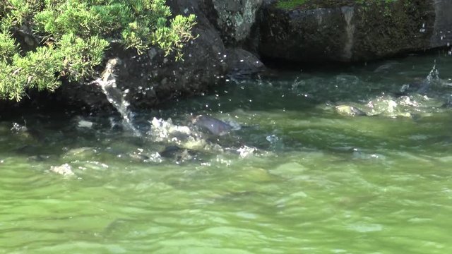 4K People feeding many Koi carp and comun carp in the pond, the fish swam to the surface of the water and grab the food in Taiwan-Dan