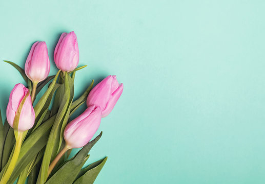 Small pink tulips on pastel green background
