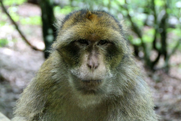 Ein kuckender Berberaffe