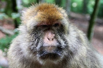 Ein kuckender Berberaffe