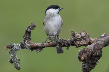 Marsh tit. Poecile palustris