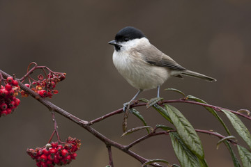 Marsh tit. Poecile palustris