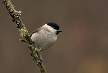 Obraz premium Marsh tit. Poecile palustris