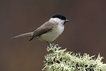 Marsh tit. Poecile palustris