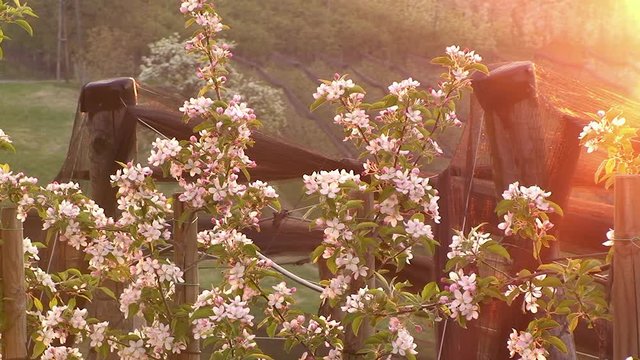 Die aufgehende Sonne zaubert ein warmes Licht auf die Apfelbl&uuml;ten (Golden Delicious)