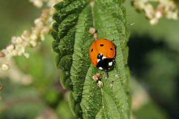 Fototapeta premium Coccinelle à sept points (Coccinella septempunctata) 