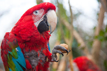 Red macaw eating a walnut with strong beak