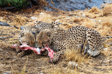 Obraz na płótnie Canvas Eating Cheetahs in the savannah of Namibia